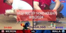giao diện app đá gà thomo trực tiếp hôm nay cpc4