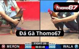 giao diện app đá gà thomo67 tv