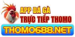 giao diện app đá gà tiếp trực