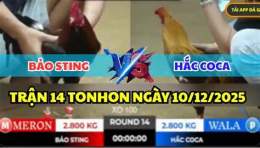 giao diện app đá gà tonhon hom nay