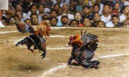 giao diện app đá gà tre ăn tiền