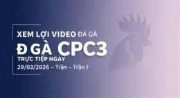 giao diện app đá gà trực tiếp cpc3 29 7