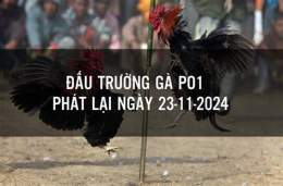 giao diện app đá gà trực tiếp cựa dao po1