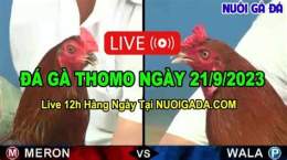giao diện app đá gà trực tiếp cửa sắt campuchia hôm nay