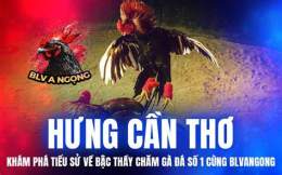 giao diện app đá gà trực tiếp hưng cần thơ