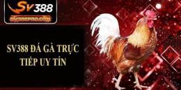 giao diện app da ga truc tiep sv 388