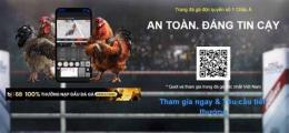 giao diện app đá gà trực tiếp tại việt nam