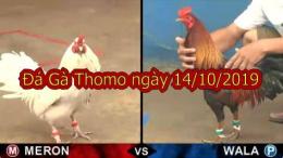 giao diện app đá gà trực tiếp thomo 2019