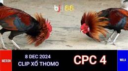 giao diện app đá gà trực tiếp thomo 24 11