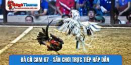 giao diện app đá gà trường gà 67