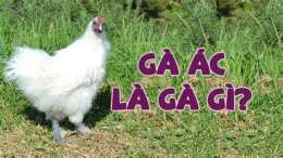 giao diện app gà ác nặng tối đa bao nhiêu kg