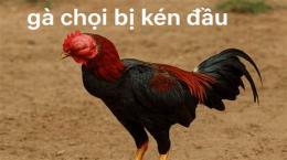 giao diện app gà chọi bị rách da đầu