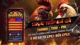 giao diện app gà đá 88 trực tiếp