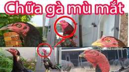 giao diện app gà đá bị sưng mặt