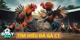 giao diện app gà đá c1 là gì