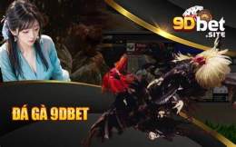 giao diện app gà đá gà đá gà