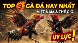 giao diện app ga da hay nhat viet nam