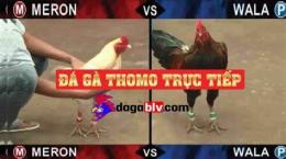 giao diện app ga da thomo moi nhat
