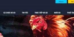 giao diện app gà đá trực tiếp casino