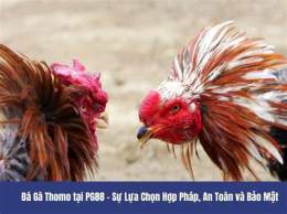 giao diện app gà phong vân đá thomo