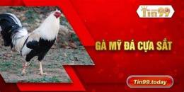 giao diện app gà siêu mỹ đá cựa sắt