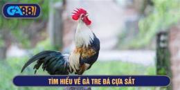 giao diện app gà tre cuban đá cựa sắt