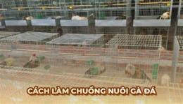 giao diện app hướng dẫn cách nuôi gà đá