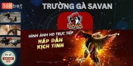 giao diện app live đá gà savan