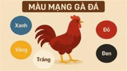 giao diện app màu mạng gà đá hôm nay mà đáo thành công