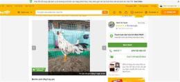 giao diện app mua ga da cho tot binh duong