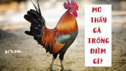 giao diện app nằm mơ thấy gà đá đánh số mấy