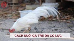 giao diện app nuoi ga da co luc