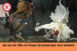 giao diện app tổ chức đá gà phạt bao nhiêu năm tù