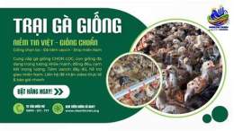 giao diện app trại gà đá bình dương