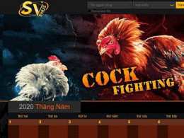 giao diện app trang đá gà mạng thomo