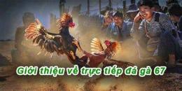 giao diện app trực tiếp đá gà 67 trực tiếp đá gà 67