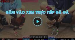 giao diện app truc tiep da ga boasting