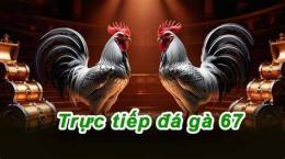 giao diện app trực tiếp đá gà c1 c2 c3 c4 hôm nay
