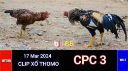 giao diện app trực tiếp đá gà thomo ngày 17 tháng 3