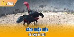 giao diện app video đá gà ô taxi