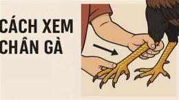giao diện app xem chân gà chọi đá hay