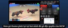 giao diện app xem live đá gà thomo