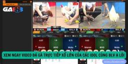 giao diện app xổ đá gà trực tiếp