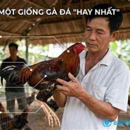 giong ga da hay nhat