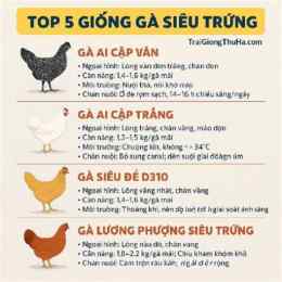 giong ga da