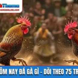 hôm nay đá gà hôm nay