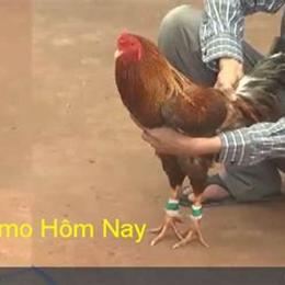 hôm nay trực tiếp đá gà thomo hôm nay