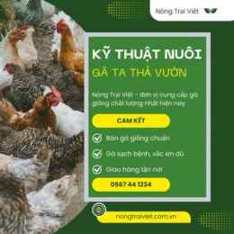 hướng dẫn nuôi gà đá