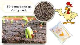 hướng dẫn sử dụng bán phân gà đã qua xử lý