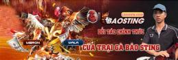 hướng dẫn sử dụng bảo sting đá gà tre